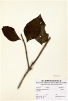藏品(海州常山)的圖片
